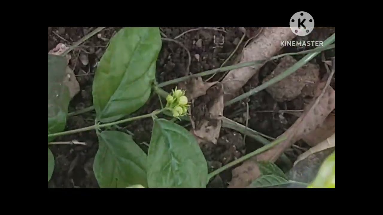 फेब्रुवारीत मोगरा फुलत नाही 😔 ही ५ कामे नक्की करा|फेब्रुवारीत मोगऱ्यावर कामे करा फुलांचा स्फोट होईल|