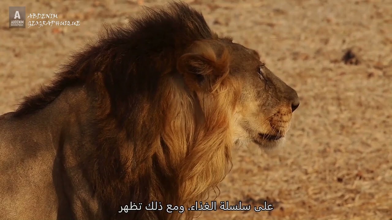 صراع البقاء: 