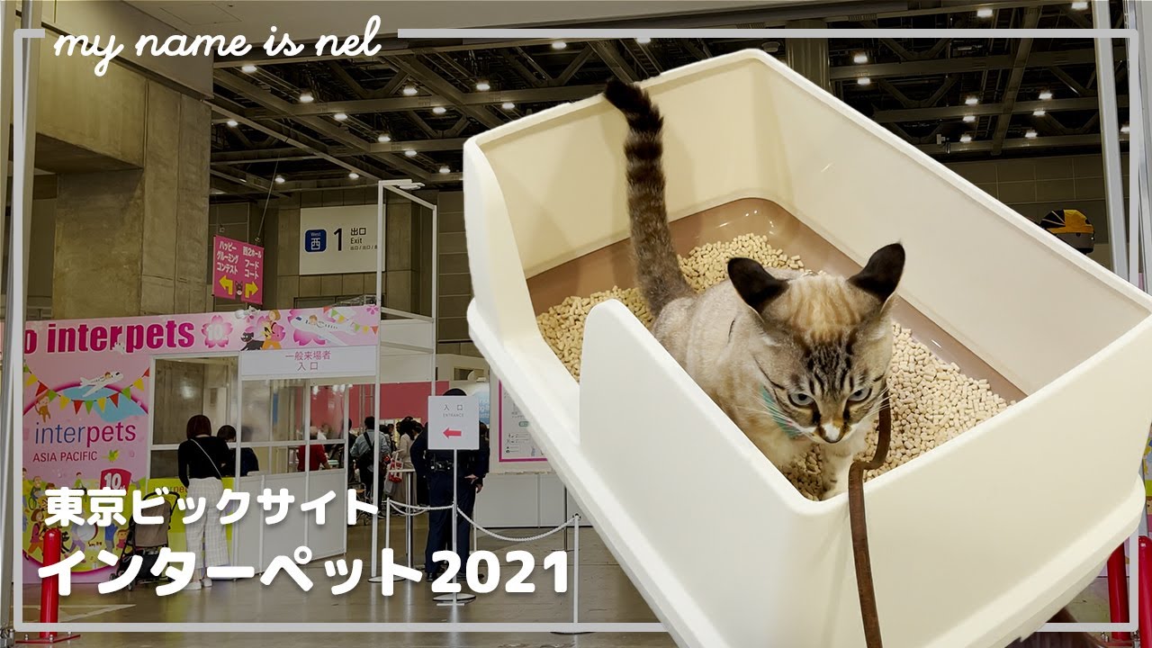 インターペット 2021 東京ビックサイトでトイレを堂々としてきた猫はこちらです
