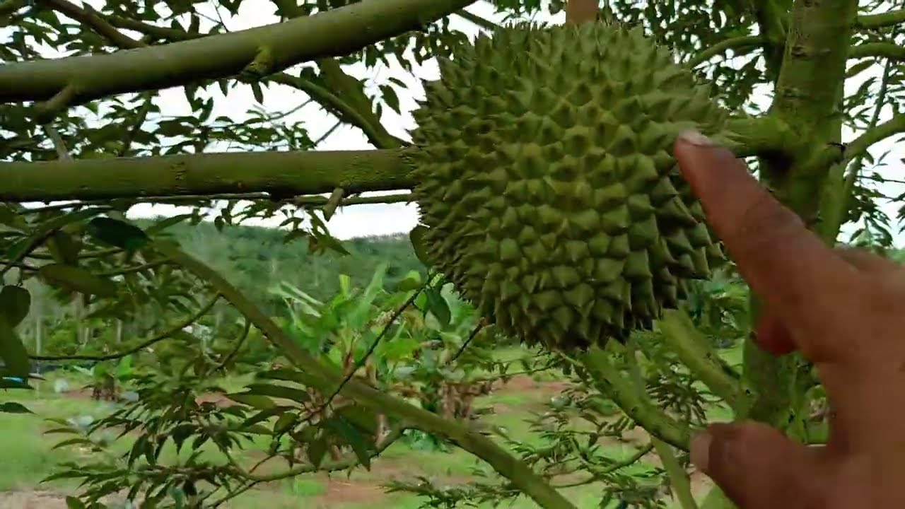 EDISI DURIAN DURI HITAM (BLACK THORN) 