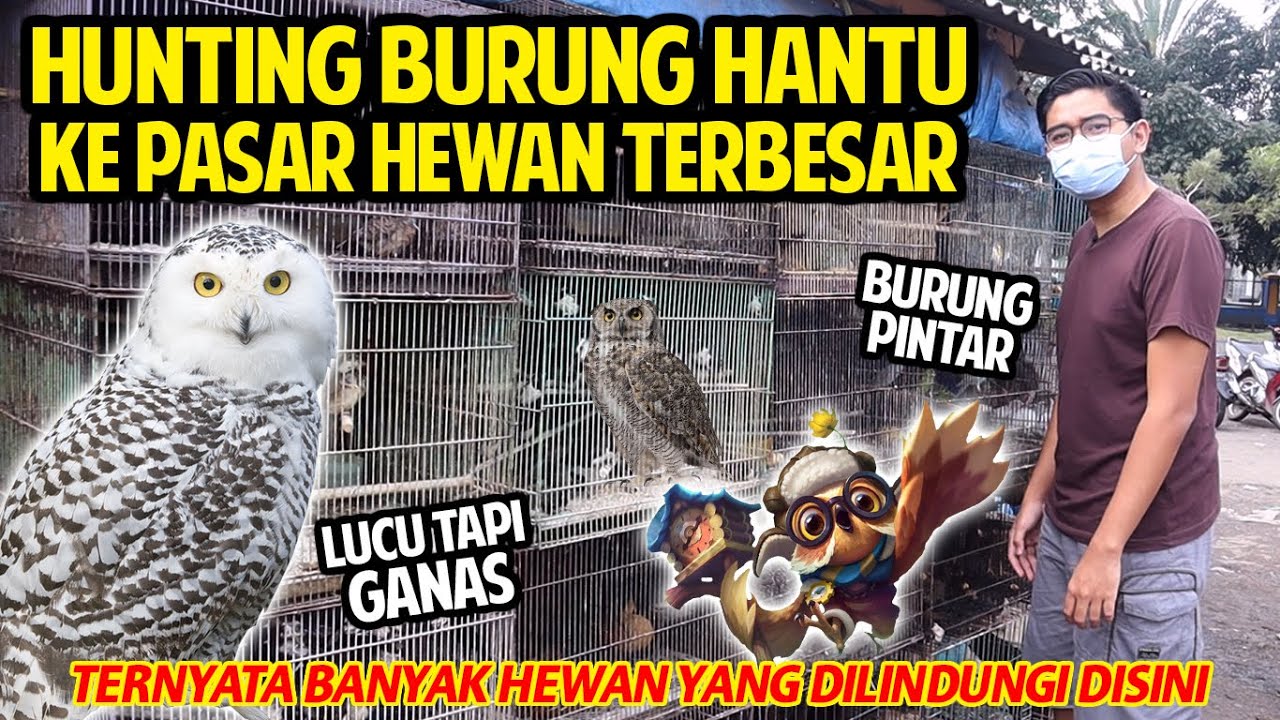 HUNTING BURUNG HANTU KE PASAR HEWAN TERBESAR DI BANDUNG! SALAH SATU PREDATOR YANG JINAK!