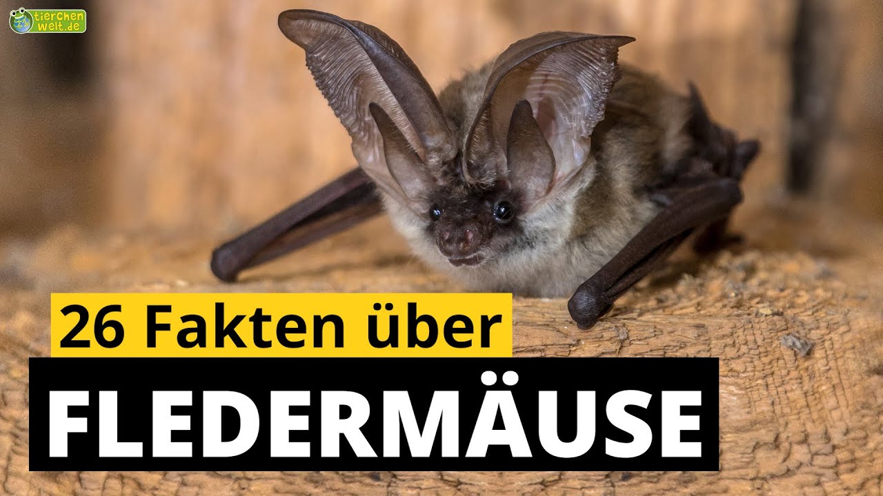 26 Steckbrief-Fakten &uuml;ber Flederm&auml;use und Flughunde - Doku-Wissen &uuml;ber Tiere - f&uuml;r Kinder