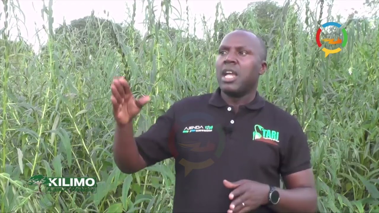KILIMO AJIRA YANGU, BBT 27.05.2023