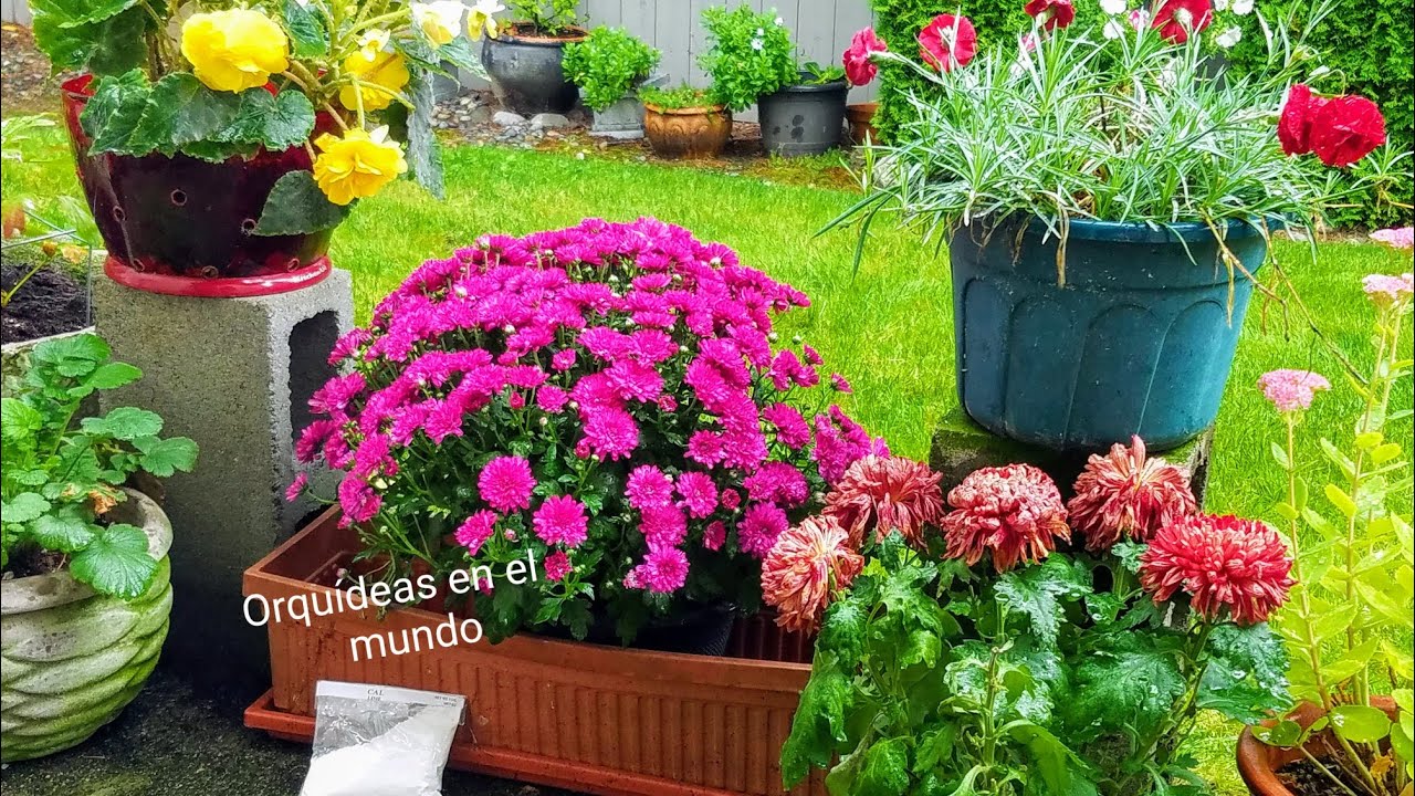 Aprenda a usar la cal para mantener nuestras plantas saludables ║Orquídeas en el mundo #jardin