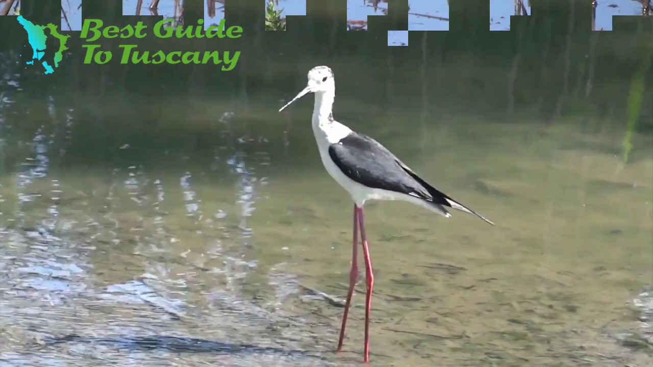 Birdwatching a Le Morette - Padule di Fucecchio