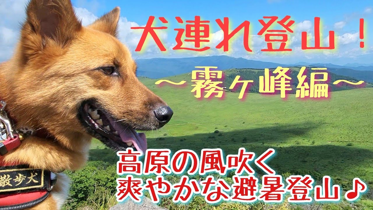 【犬連れ登山！】霧ヶ峰編。高原の風吹く避暑登山！