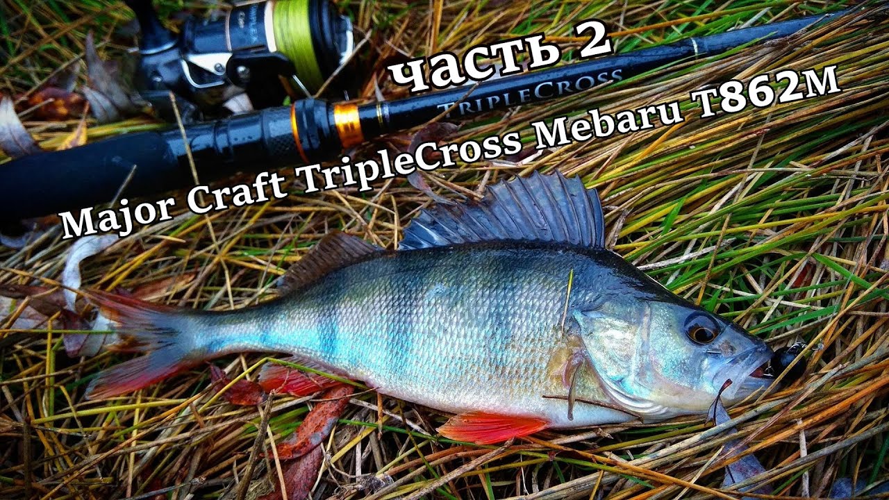 ЖИРНЫЕ ОКУНЯ НЕ ДАЮТ ПОЛОВИТЬ ЩУКУ! Спиннинг Major Craft TripleCross Mebaru T862M. Тест новинки, ч 2