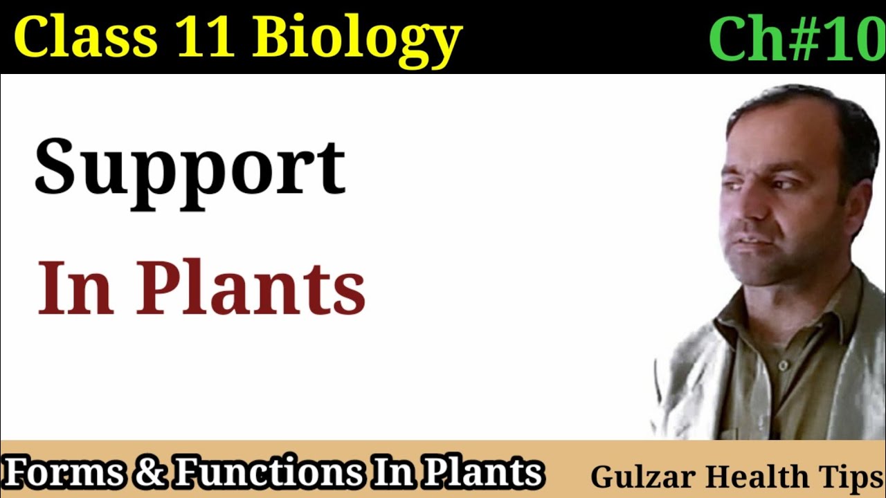 Support in Plants | lignified Woody Plants | vascular tissues | class 11th Biology.