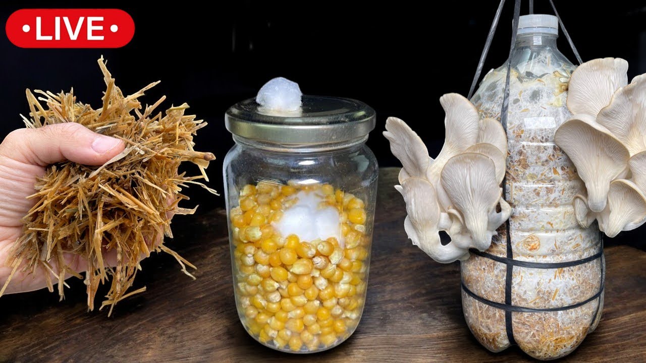 🍄 Cómo Cultivar Hongos en Casa: Fácil y Natural