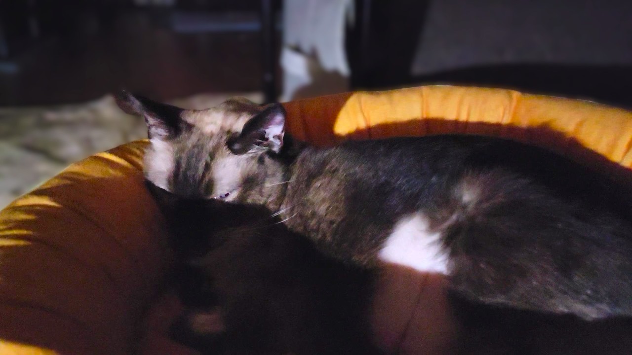 末期癌に苦しみ、夜中に涙を流していた愛猫シャムエ🤧