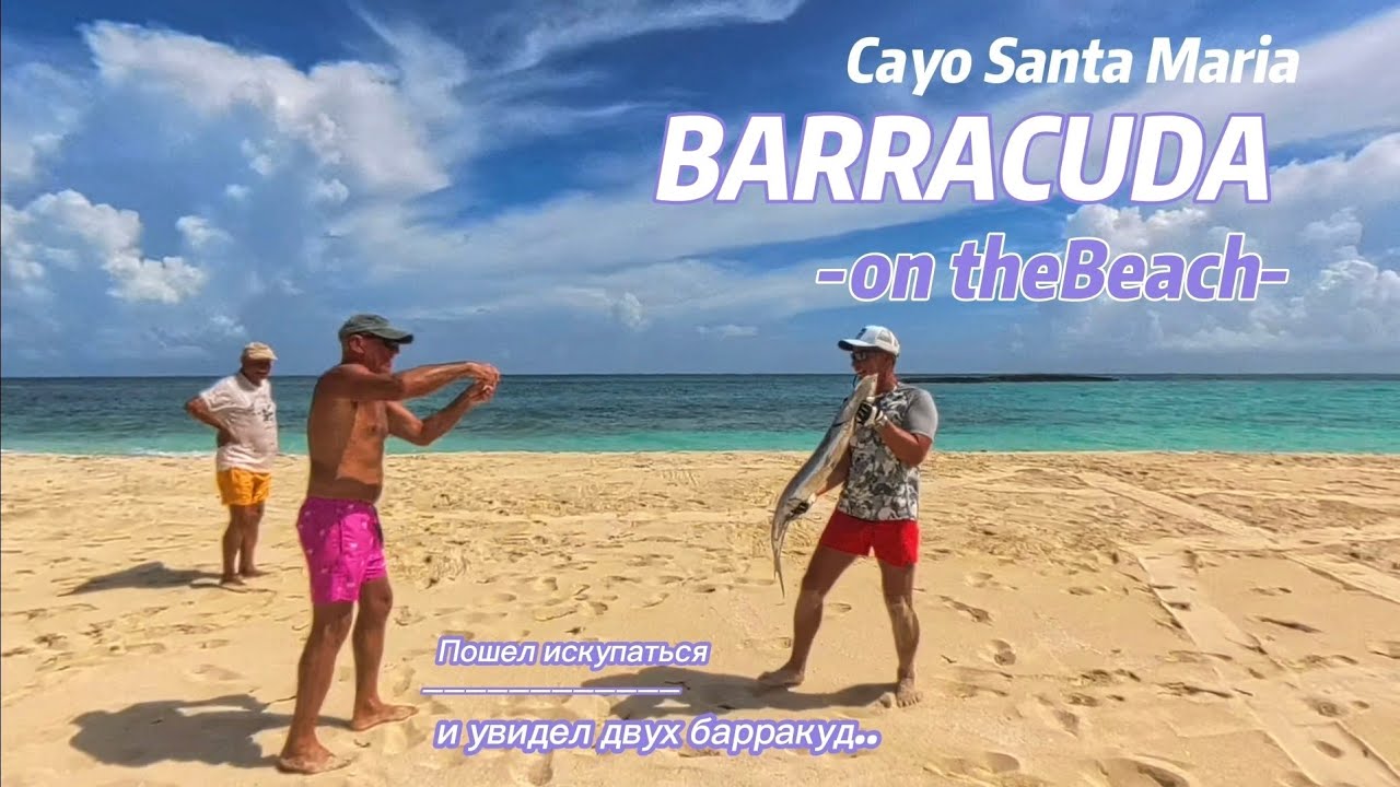 Barracuda on the beach .Cayo Santa Maria ##fishing 