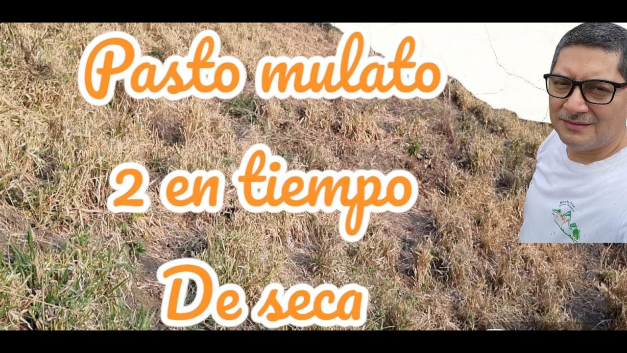 Pasto Mulato II. En el tiempo de seca. #pastos #mulato