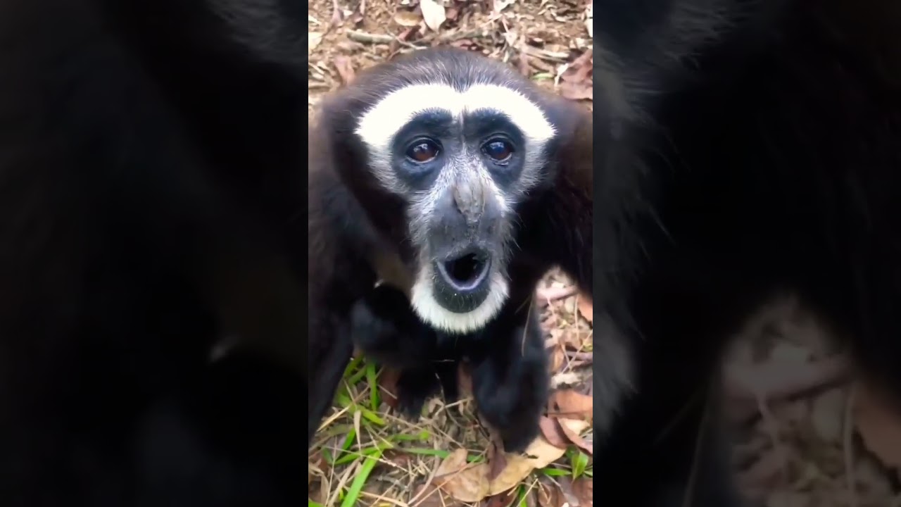 black monkey