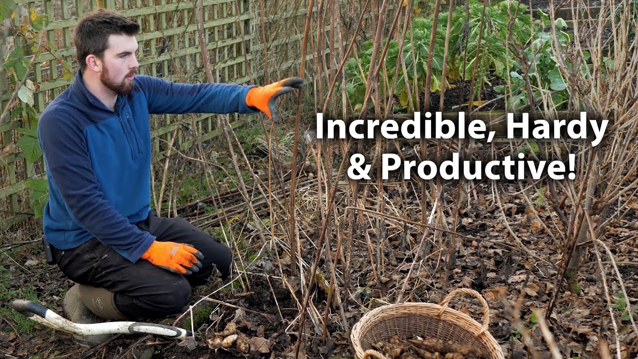 The Most Underrated Vegetable You MUST Grow!