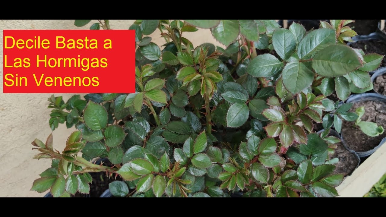 HORMIGAS CORTADORAS, COMO PREVENIRLAS