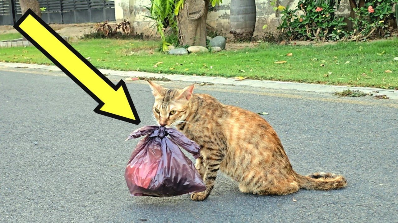 Woman Spots a Sweet Cat Dragging a Heavy Bag — Her Heart Melts When She Sees the Loving Surprise In