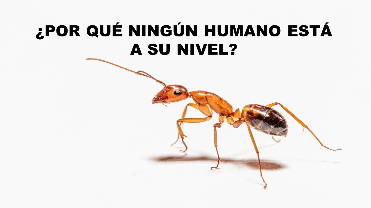 Y Si Desaparecen Las Hormigas El Planeta Colapsa. ¿Qué Pasa si Desaparecen?