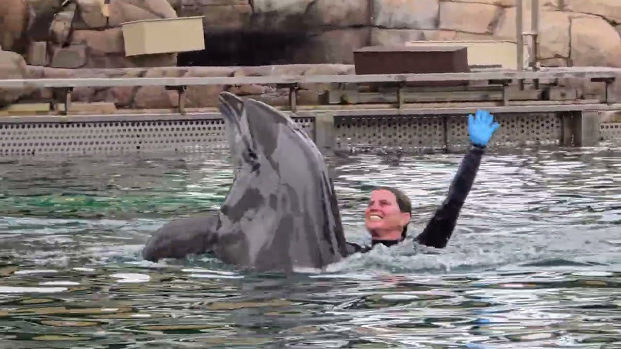 Встреча с дельфинами в SeaWorld в Сан-Диего, 20 сентября 2025 г.