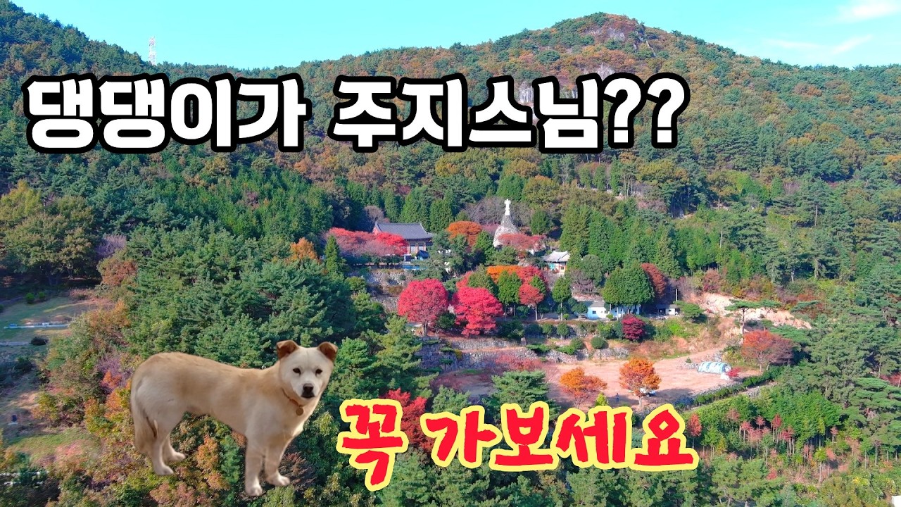 스님 먼길 떠나시고  댕댕이가 남아 방문객을 스님처럼 맞이해주는 재미있는 절 #오지산골다큐 #오지자동차여행 #오지암자