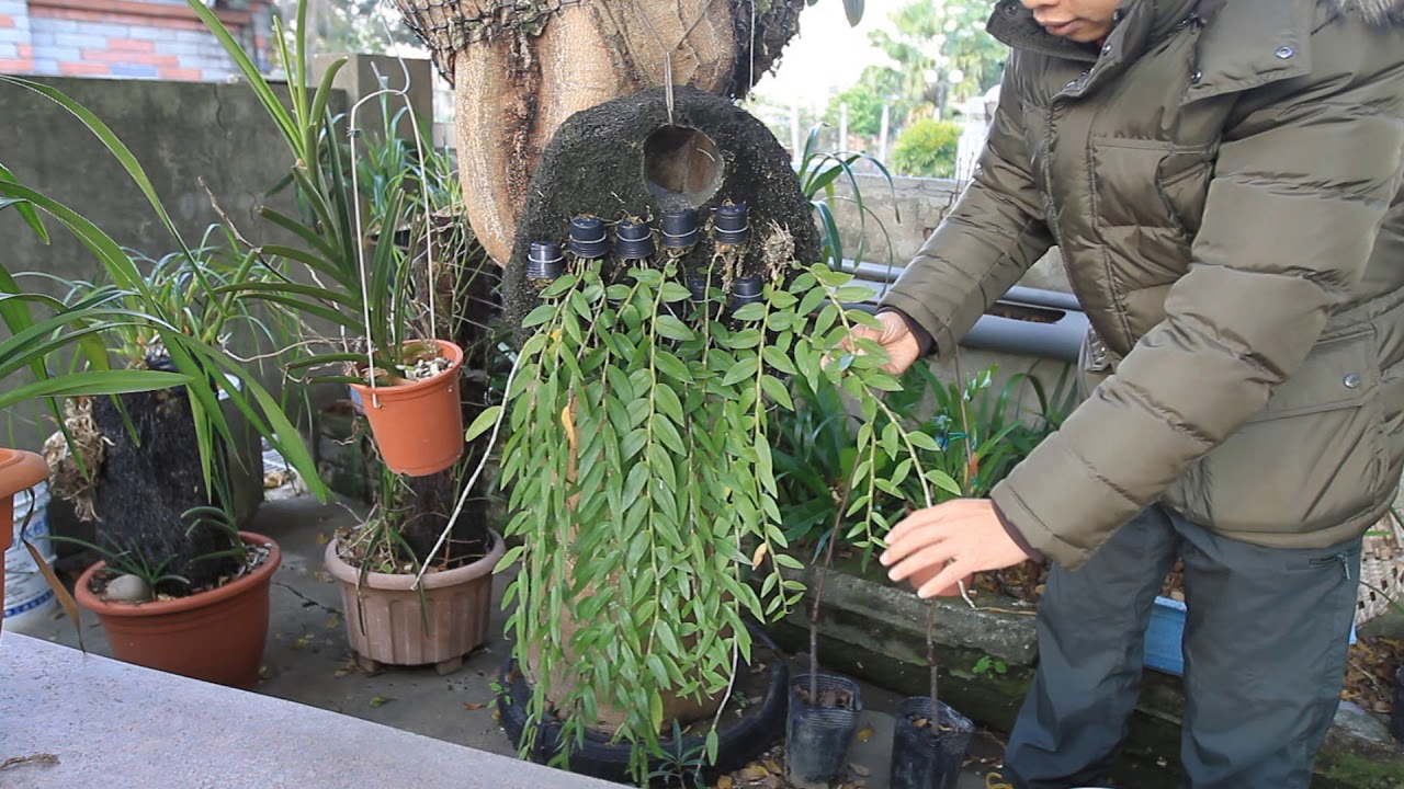 2018/01/14 各種蘭花種植介質介紹