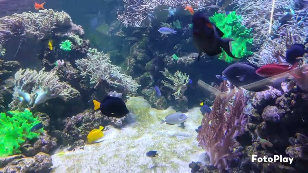 Dubaimall aquarium #dubai #dubailife #uae #youtube #trending #viral  #explore #subscribe #shorts