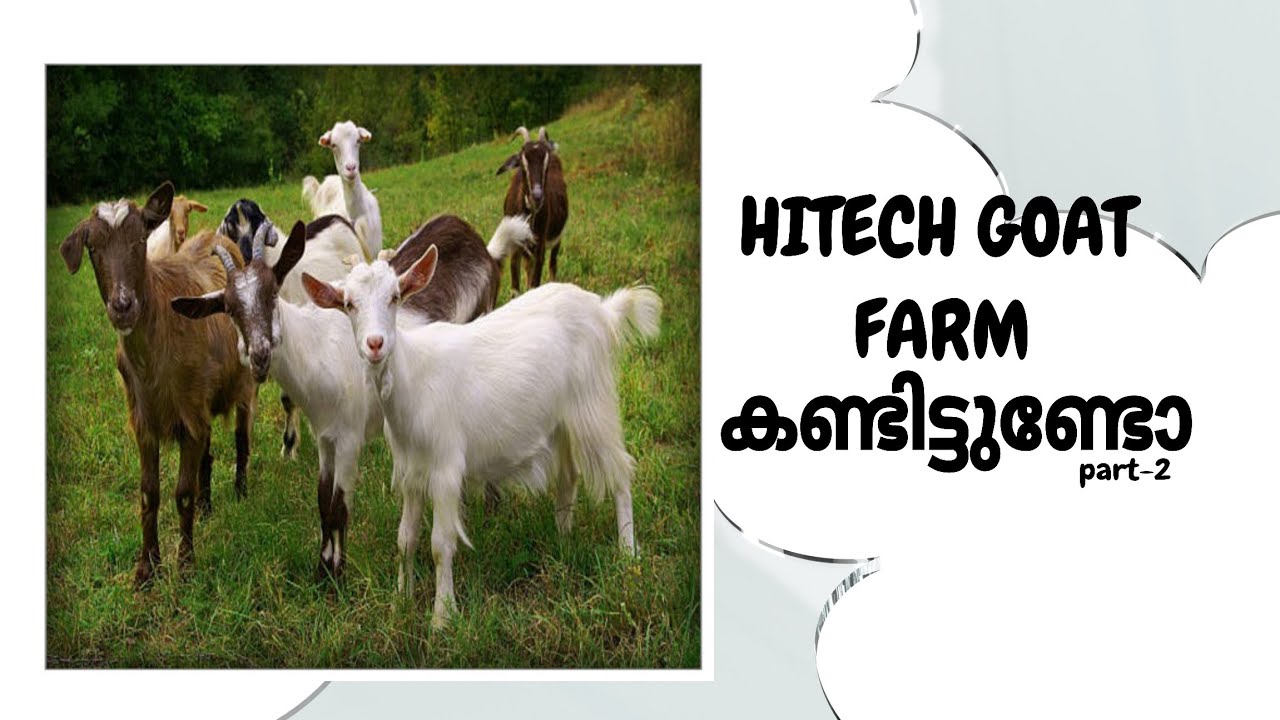 LOW BUDGET HI-TECH GOAT FARM PART 2| കുറഞ്ഞ ചിലവിൽ ഒരു അടിപൊളി ആട്ടിൻ കൂട് | FARM CREATOR