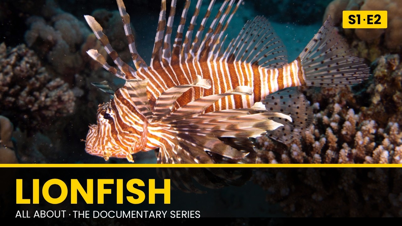Lionfish  | All About Documentary Series