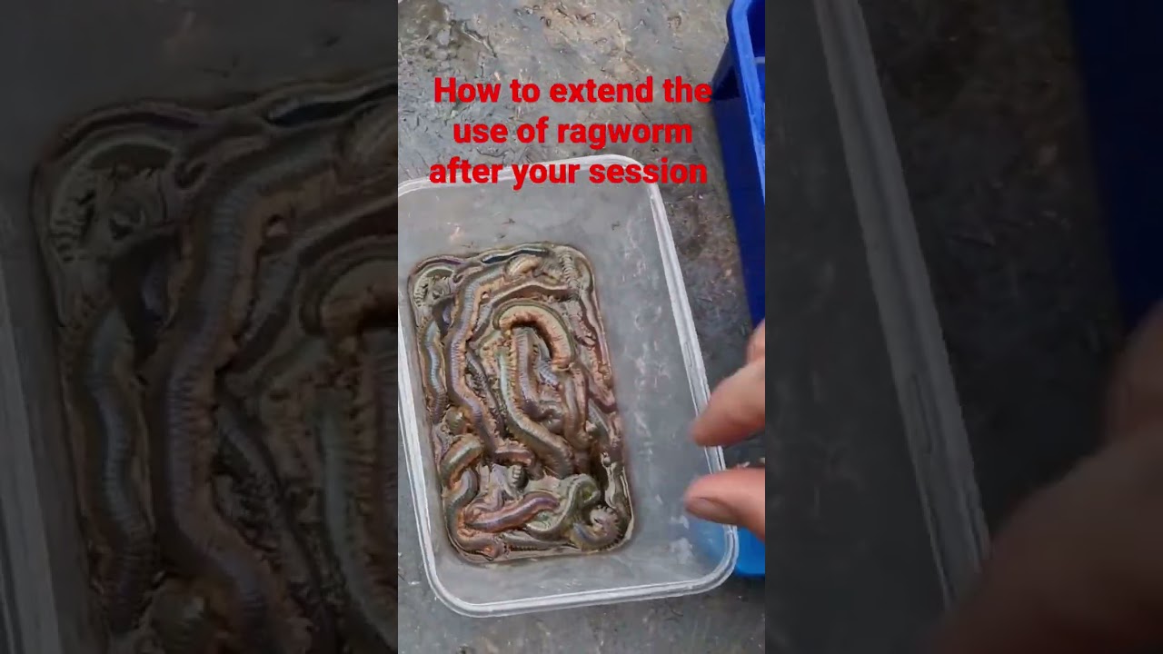 how to extend the life of ragworm after your session