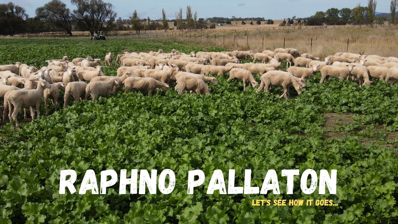 THESE LAMBS HAVE NEVER SEEN FEED LIKE THIS!!! | Lambs onto Pallaton | Australian Sheep Farming