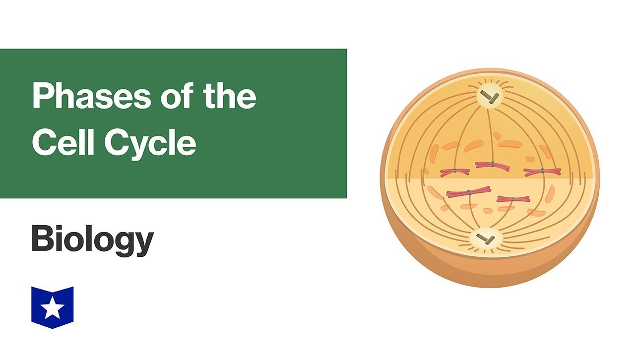 Phases of the Cell Cycle | Biology