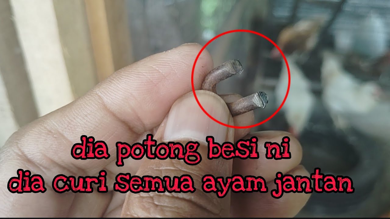[Episod1543] semua ayam penjãntan di kebun abah kena curi
