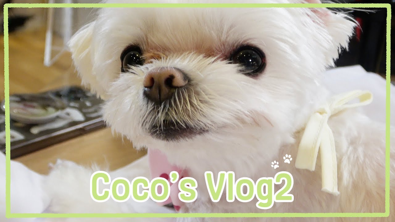 아빠 직장 친친 입성했코🐶 | CoCo's Vlog2