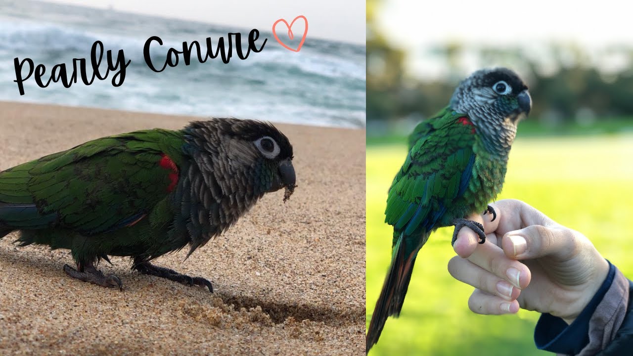 ✨I GOT A PEARLY CONURE ✨