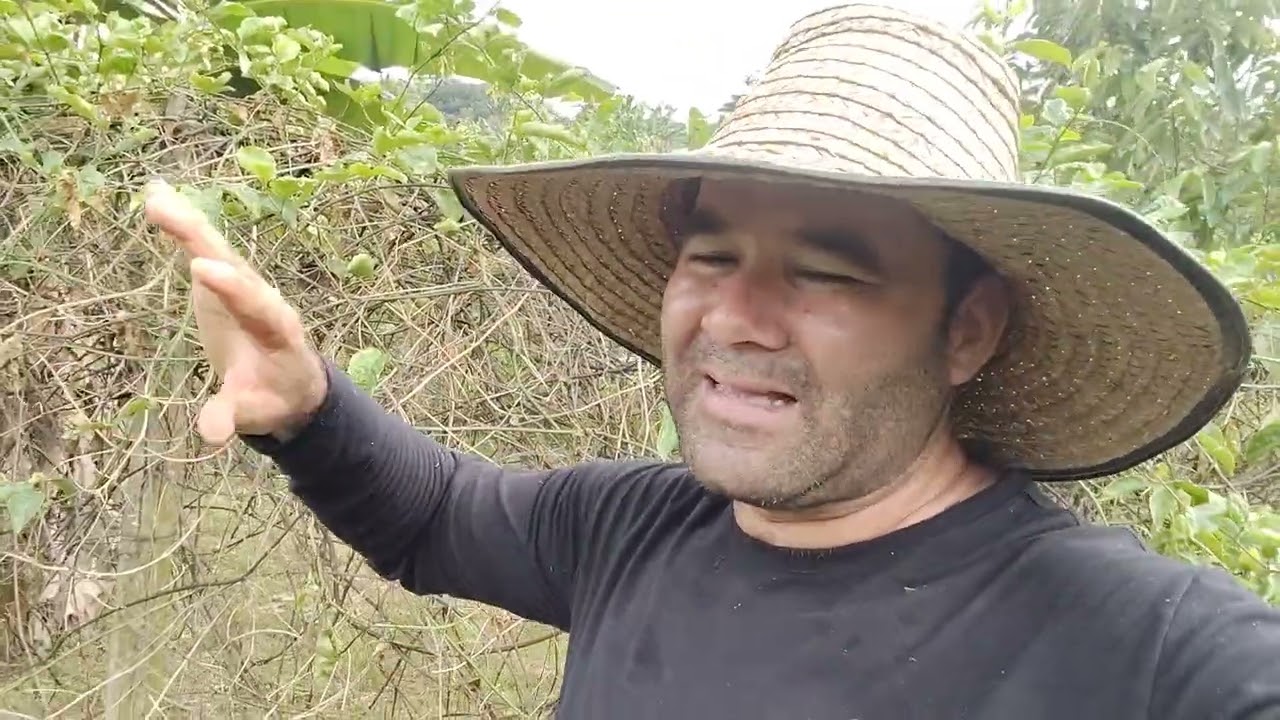 Cómo conocer cuando el trips ataca las plantas de maracuyá.