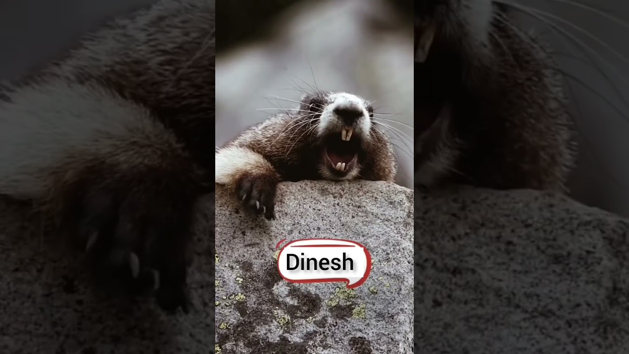Tag Dinesh #comedyfilms #youtuberchannel #funny #comedy