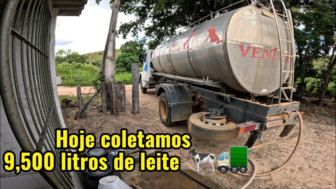 Dia a dia de um motorista que puxa leite na zona rural do ES 🚛🐄