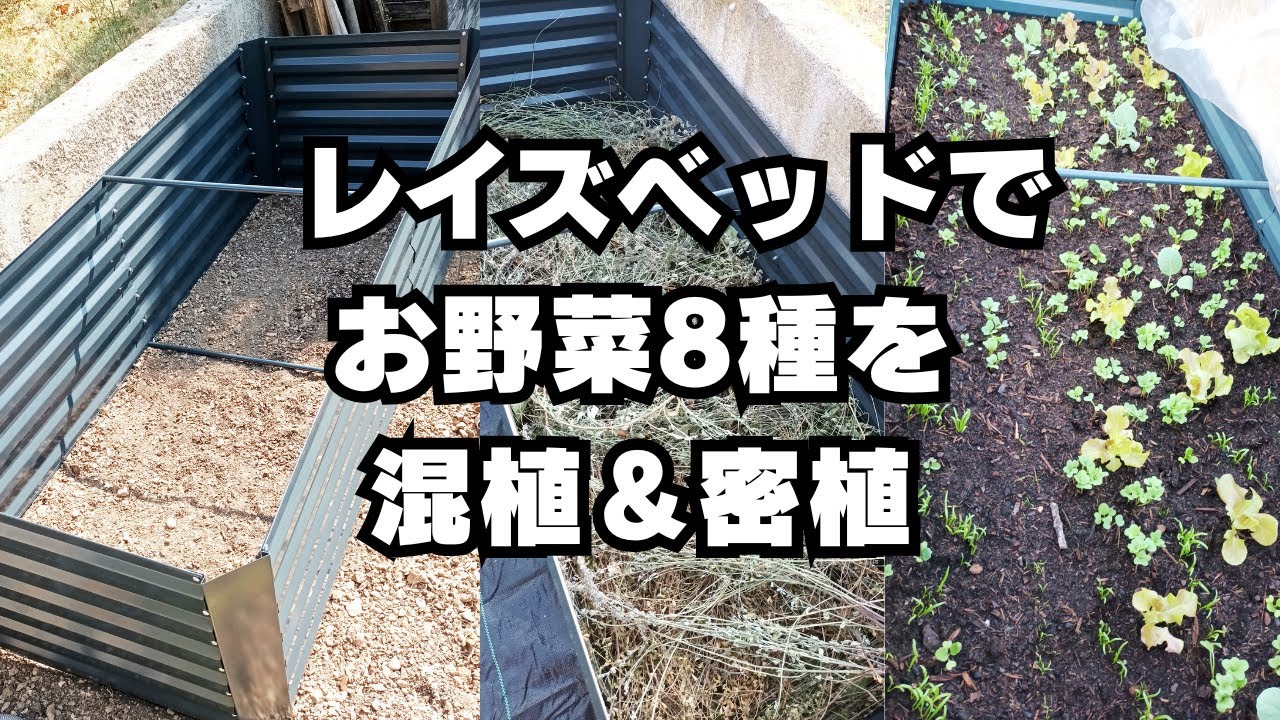 野菜8種を混植＆密植 | 秋の家庭菜園 | レイズドベッドで育てる