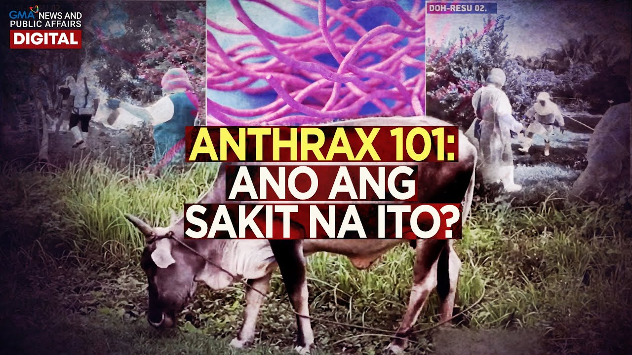 Anthrax, ano ang sakit na ito? | Need to Know