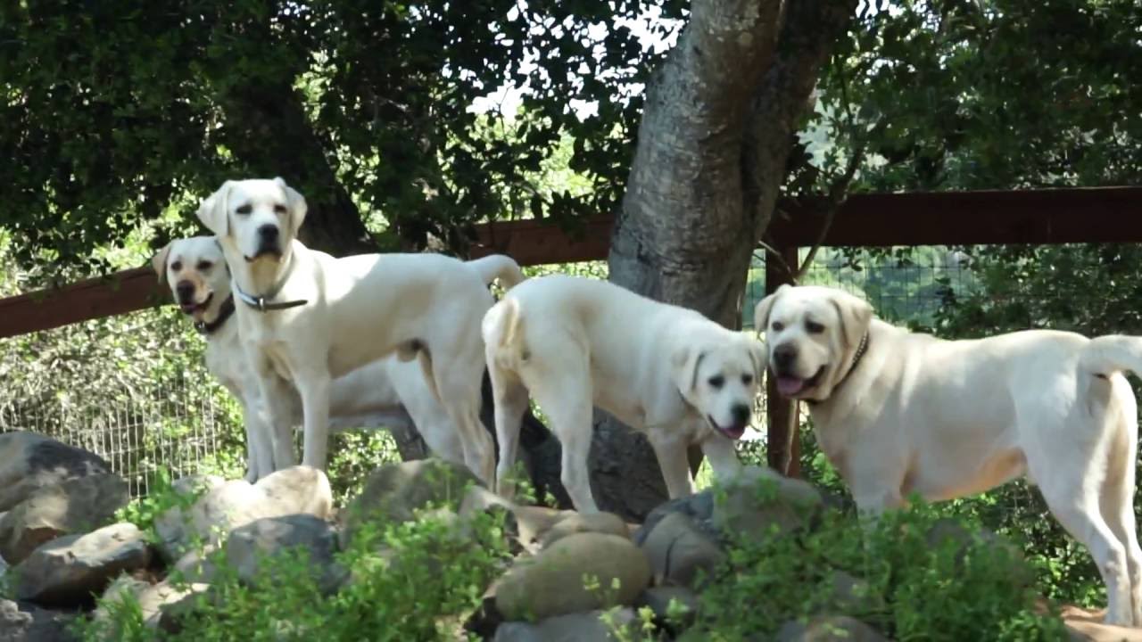 Stofer's Labs Boarding and Training Facility