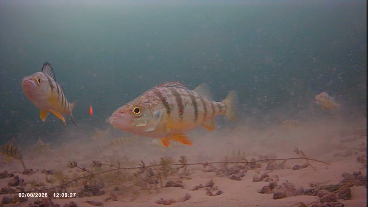 Ice Fishing Underwater Footage “Perch” | #icefishing #perchfishing #fishing #fishinglife #fypシ 