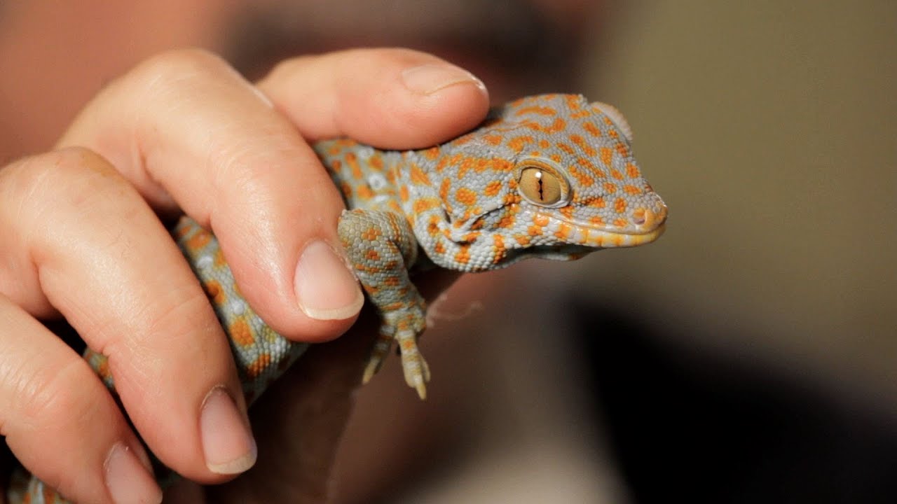 5 Care Tips for Tokay Geckos | Pet Reptiles