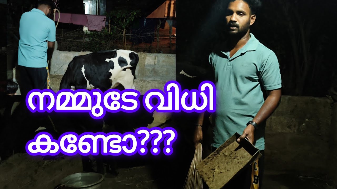 പശു ജീവിതം ഇതൊക്കെ അറിഞ്ഞും അനുഭവിച്ചും😱😱😱😱