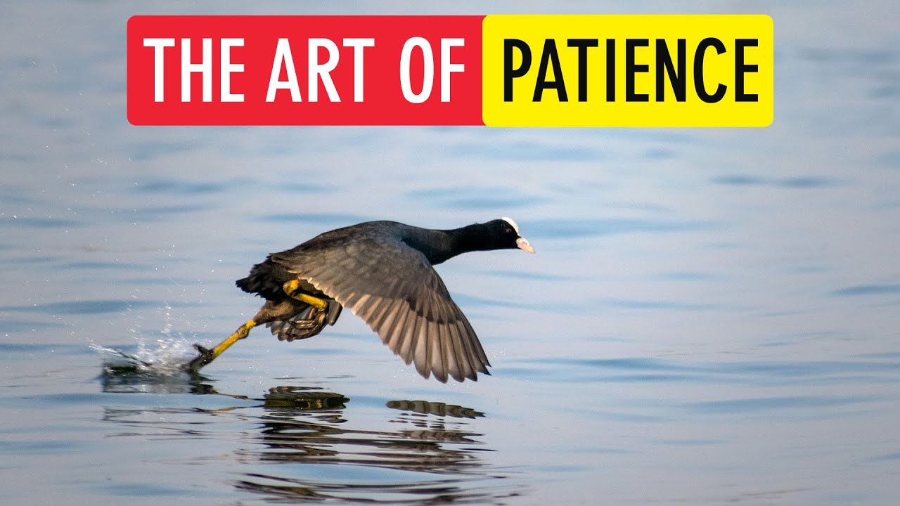 The Art of Patience in Bird Photography (Bird Photography Tutorial for Beginners) | Sonika Agarwal