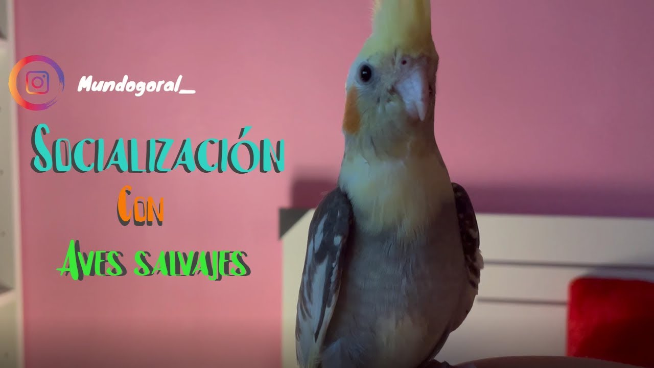 SOCIALIZAR con AVES SALVAJES | Mundo goral