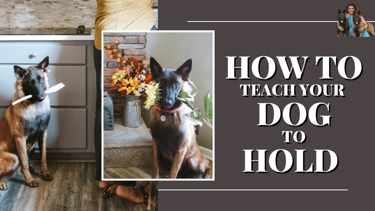 How to teach your DOG to hold objects