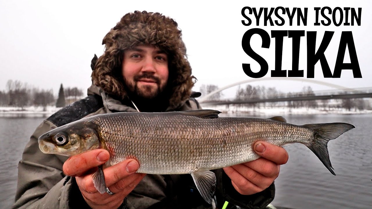 ONGITAAN JA SAVUSTETAAN SIIKAA