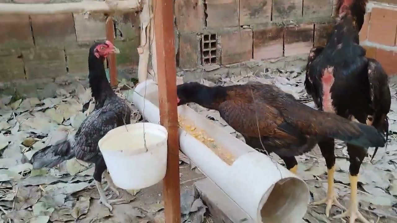 Chegou as aves novas família ohhhhh glória 