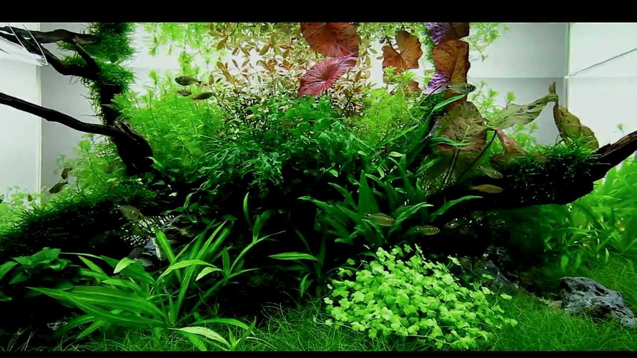 Layout 45 (180L) by Ed Gercog