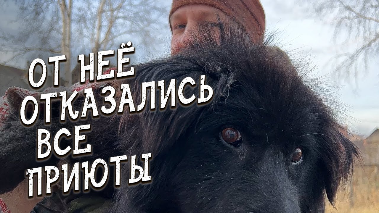 Спасение животных / Старая огромная собака / Как её могли потерять? / Отказались все приюты