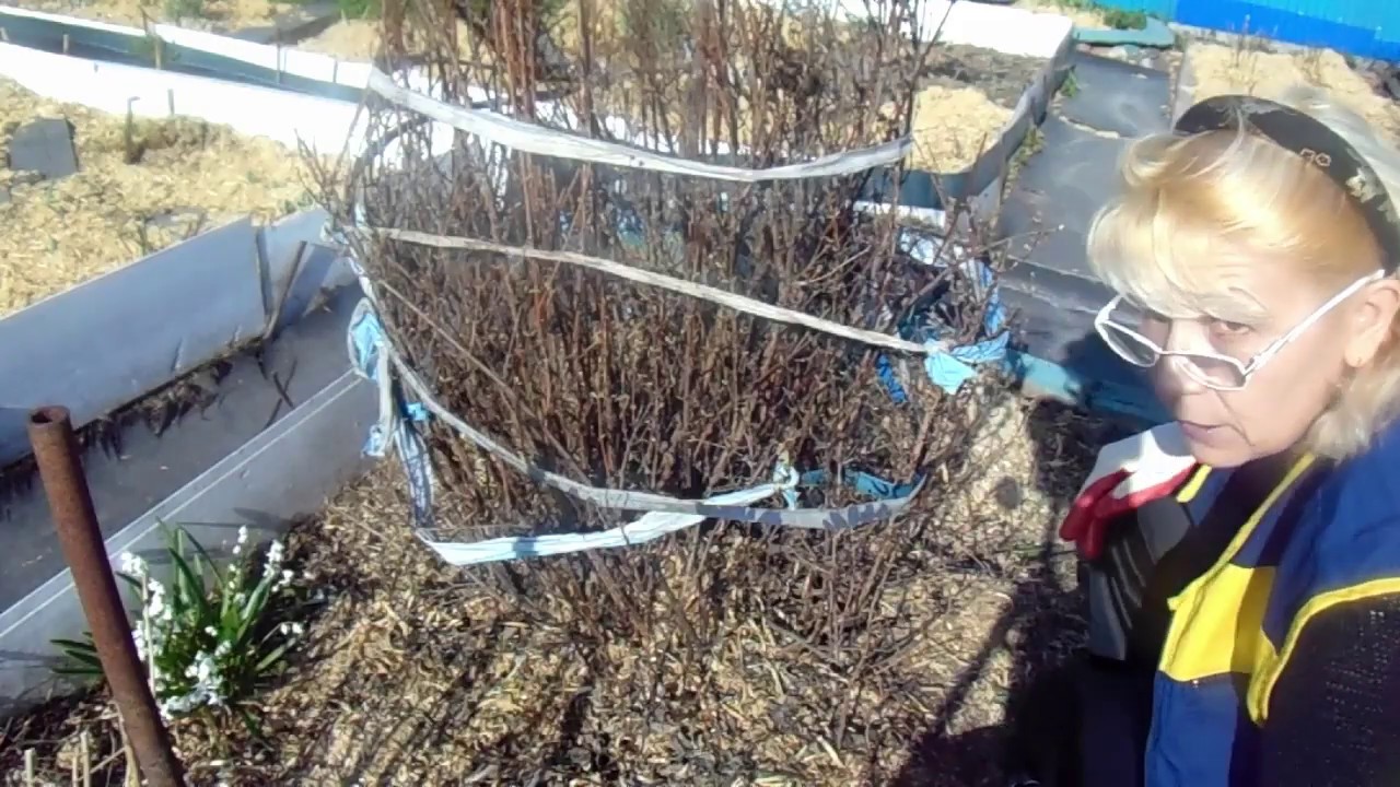 Чубушник - пересадка взрослого куста. Откапываем отводки.
